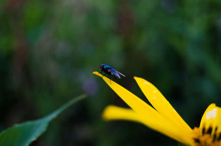 yellow flower isolated on white backgroundの写真素材