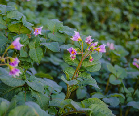 potatoesの写真素材