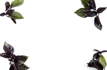 basilの写真素材