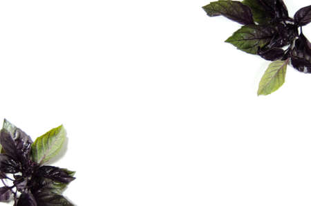 basilの写真素材