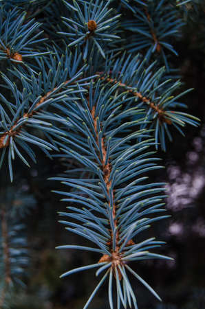 blue spruceの写真素材