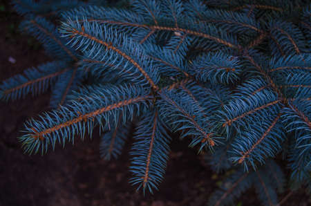 blue spruce