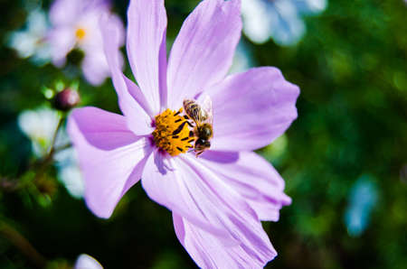 bee on flowerの写真素材