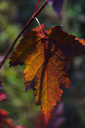 autumn