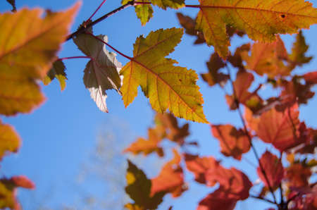 autumnの写真素材
