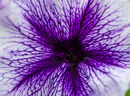 bright flowerの写真素材