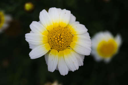 bright flowersの写真素材