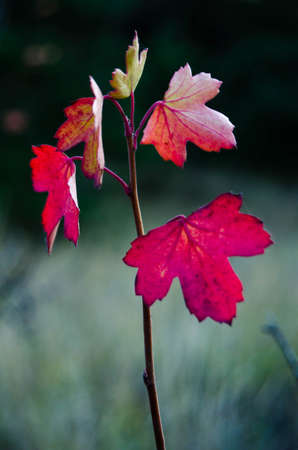 Red colors of autumnの写真素材
