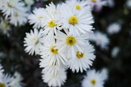 bright flowersの写真素材