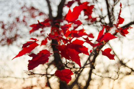 Red colors of autumnの写真素材
