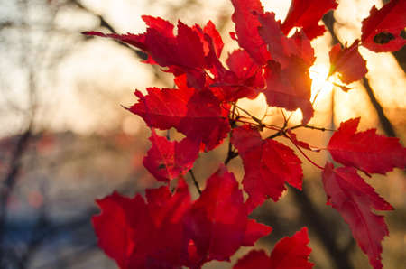 Red colors of autumnの写真素材