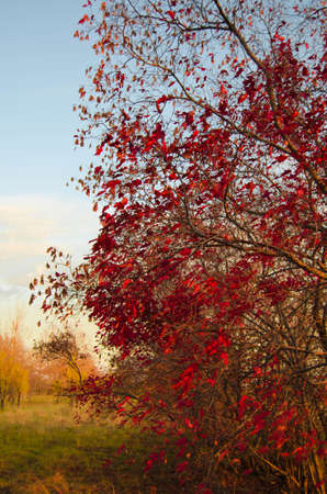 Red colors of autumnの写真素材