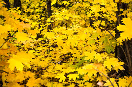 autumn leaves