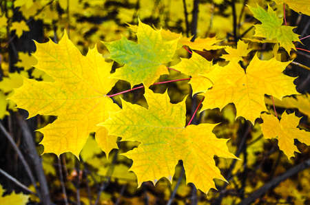 autumn leavesの写真素材