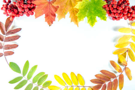 autumn leavesの写真素材