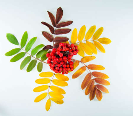 autumn leavesの写真素材