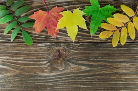 autumn leavesの写真素材
