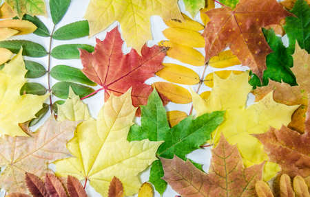 autumn leavesの写真素材