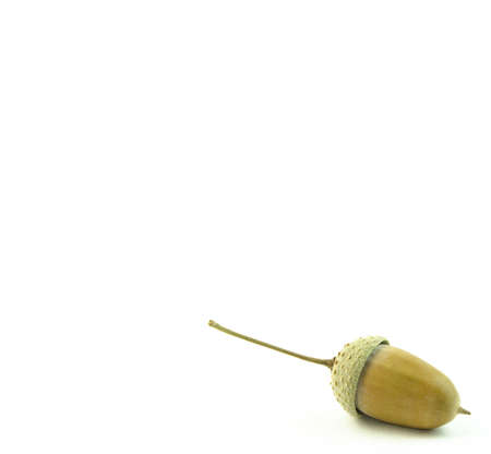 Acorn on pure white background