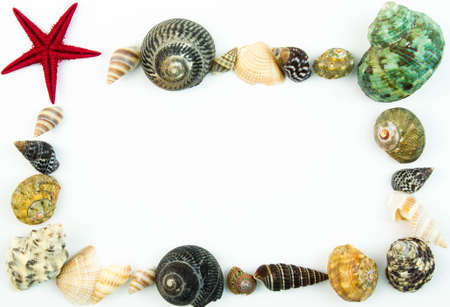 Frame made of shellsの写真素材