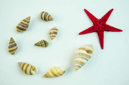 Shells in large quantities