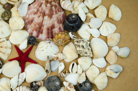 Shells in large quantitiesの写真素材