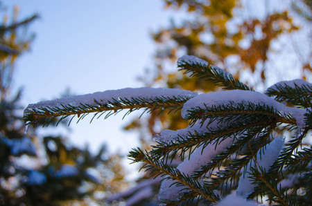 Blue spruce in the snow