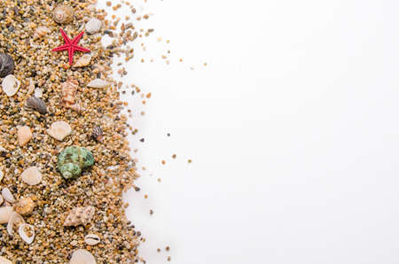 Marine shellfish in the sand