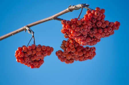 Winter mountain ash on a blue sky background