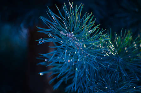 Green needles old pineの写真素材
