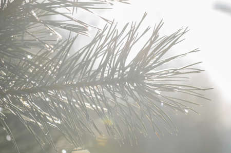 Blue spruce winter