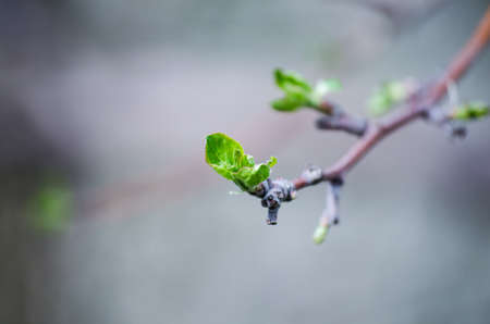 The buds on the tree blossom