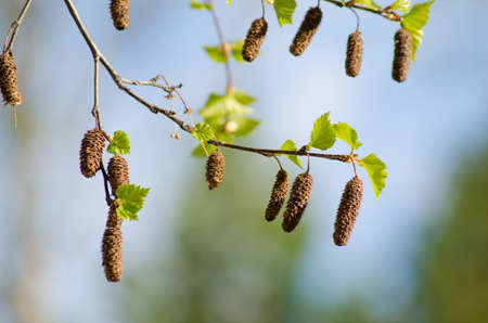 Hanging birch catkinsの写真素材