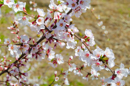 spring cherry blossom