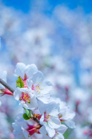 spring cherry blossomの写真素材