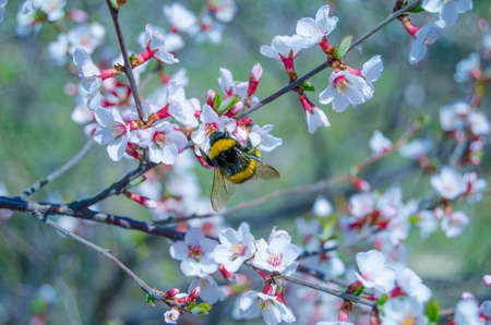 spring cherry blossomの写真素材