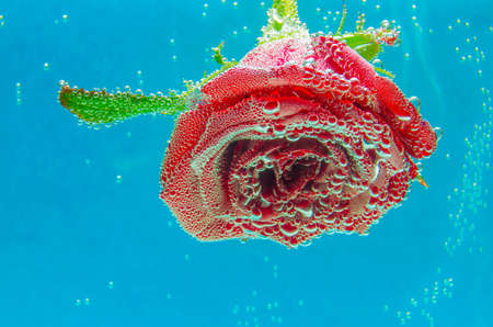 Red rose on a blue backgroundの写真素材