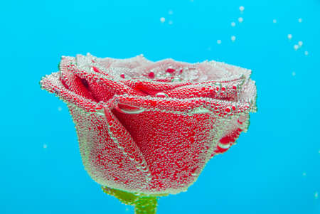 Red rose on a blue backgroundの写真素材