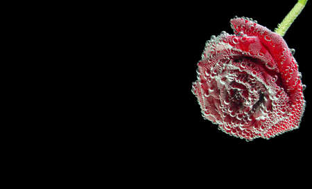 Red rose on a black backgroundの写真素材