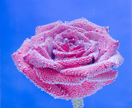 Red rose on a blue backgroundの写真素材