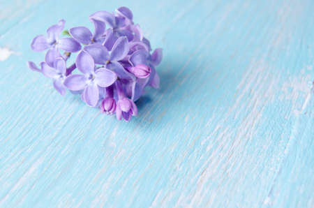 Flowering branch of lilacの写真素材