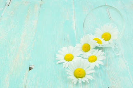 Chamomile is on the tableの写真素材