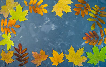 Autumn leaf maple and mountain ashの写真素材