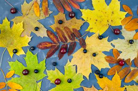 Berries and autumn leavesの写真素材