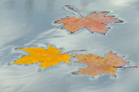 Autumn maple leaves