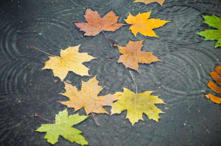 Autumn maple leaves