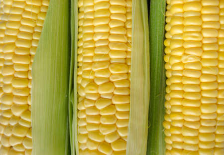 Corn seeds close up in bright daylight