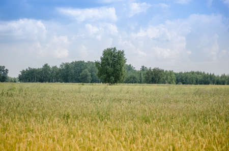 A field of wheat.の写真素材