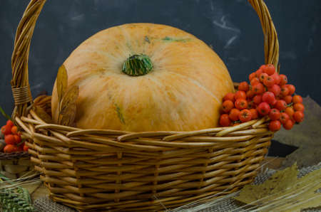 Ripe freshly picked pumpkin lies in wicker.の写真素材