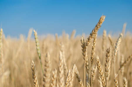 Ripe wheat against a blue sky.の写真素材